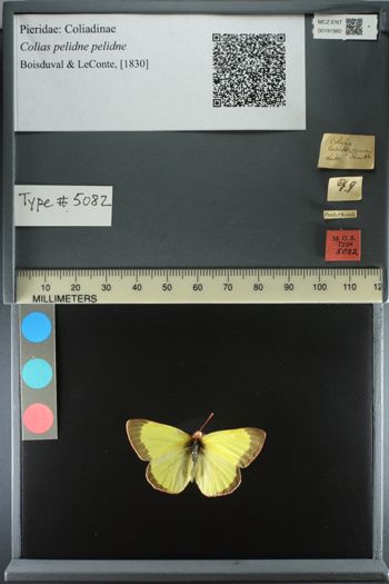 Media type: image;   Entomology 191980